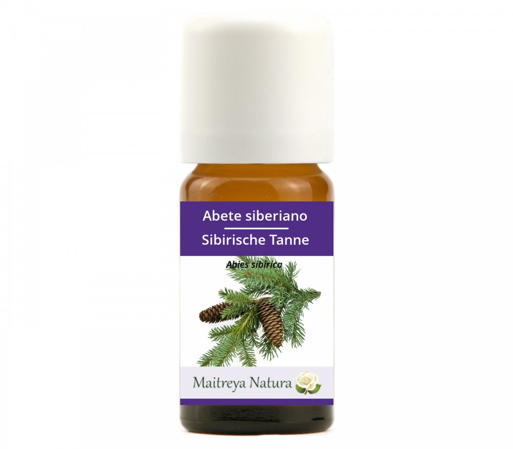 Vendita online: Abete siberiano Vendita online: Abete siberiano