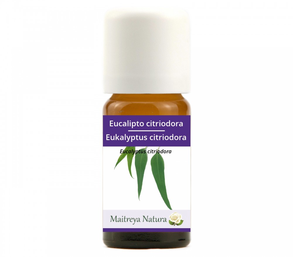 Vendita online: Eucalipto citriodora Vendita online: Eucalipto citriodora