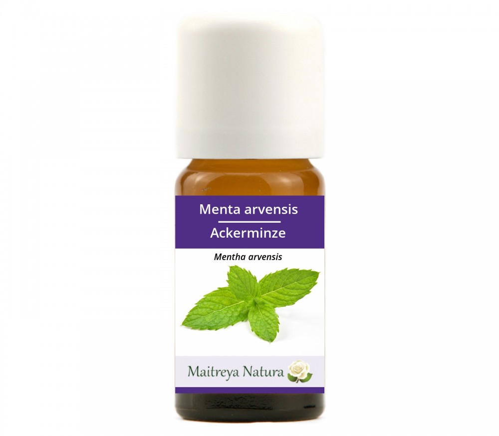 Vendita online: Menta arvensis Vendita online: Menta arvensis