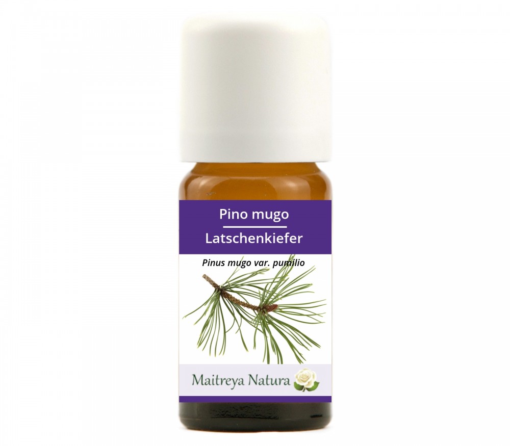 Vendita online: Pino mugo Vendita online: Pino mugo