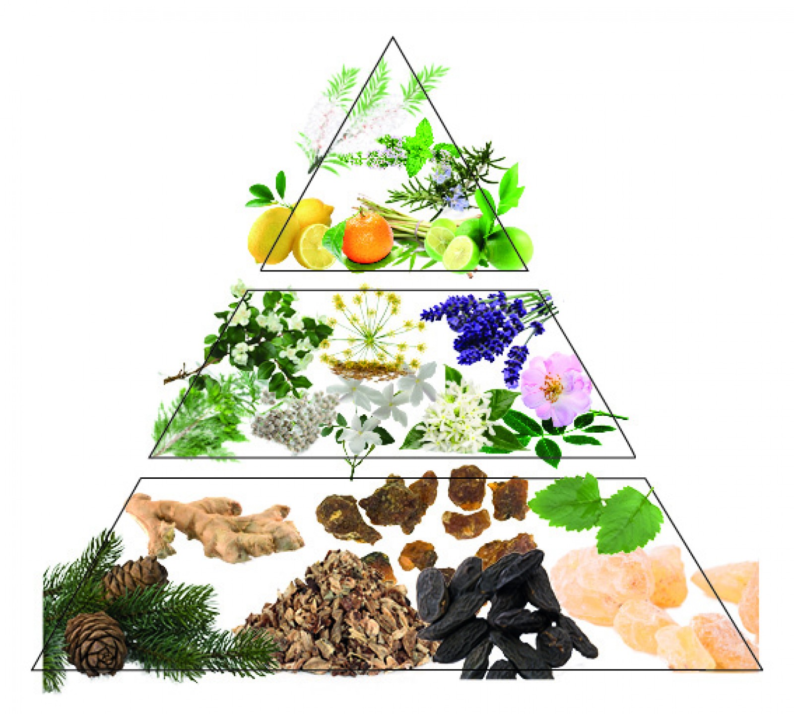 Note di fragranze Note di fragranze