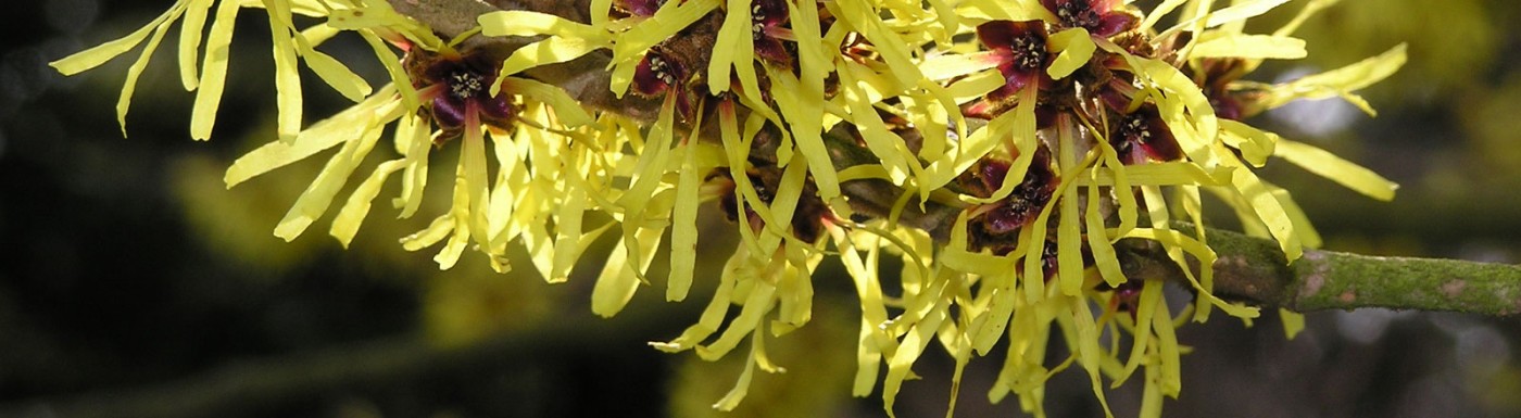 Acqua d' amamelide Acqua d' amamelide