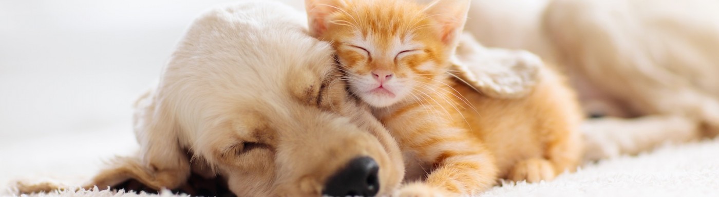 Ätherische Öle für Hunde, Katzen und Pferde – Aromatherapie für Ihr Tier Aromatherapie für Tiere