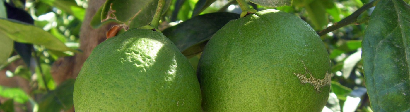 Bergamotte-Öl – das wärmende ätherische Öl für Klarheit und Entspannung Bergamotte