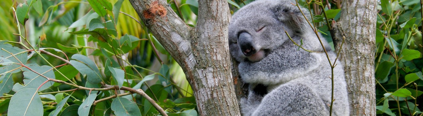 Eukalyptus Radiata – das sanfte, ätherische Eukalyptusöl Eukalyptus Radiata