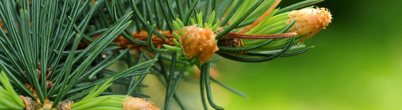 Fichtennadelöl – das ätherische Öl gegen Atemwegserkrankungen Fichte