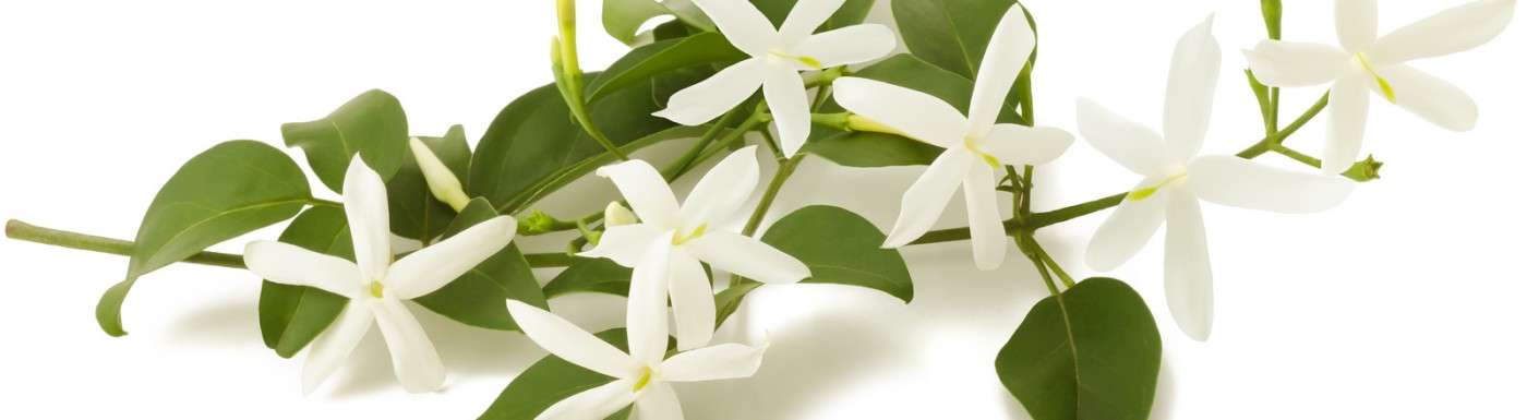 Jasminöl – das ätherische Öl für sinnliche Liebe Jasmin