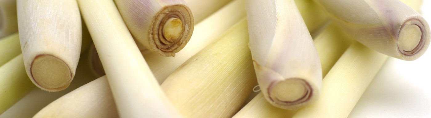 Zitronengrasöl (Lemongrass) – das ätherische Öl zur Reinigung der Raumluft Lemongrass