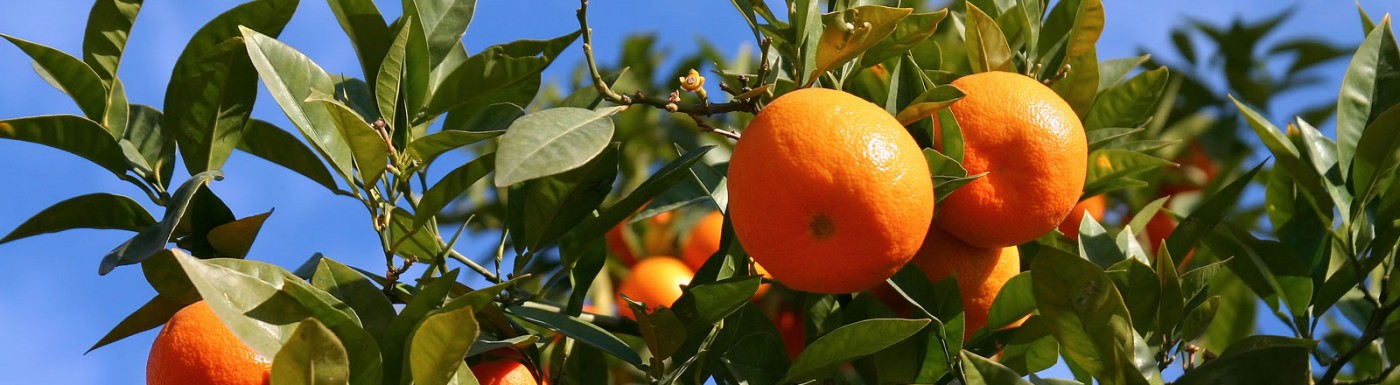 Mandarinenöl – das ätherische Öl für fröhliche Stimmung (insbesondere bei Kindern) Mandarine