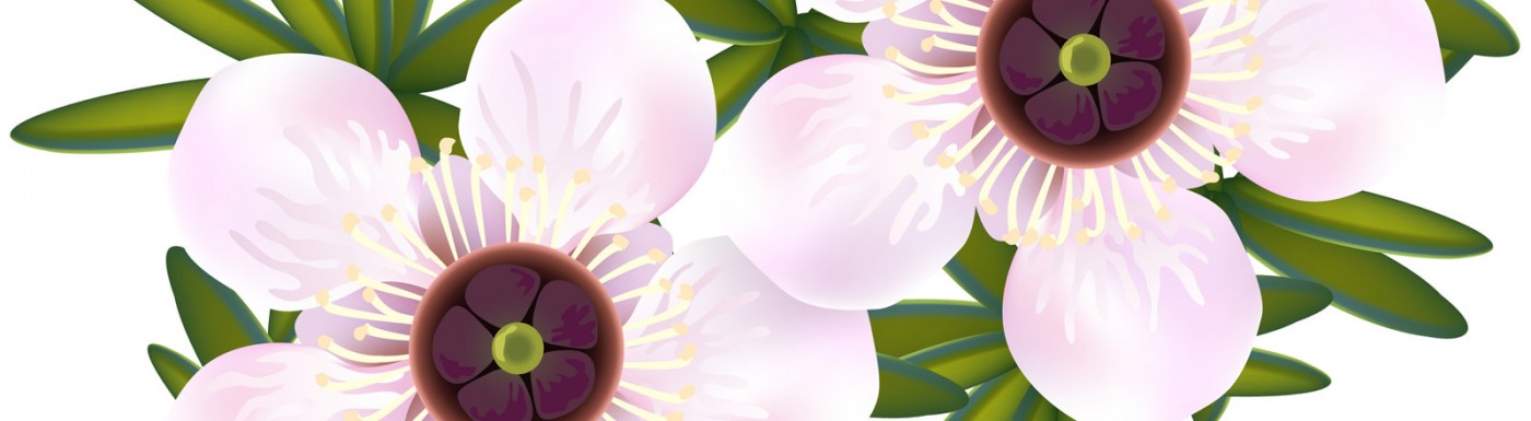 Manukaöl – das ätherische Öl zum Schutz der Haut Manuka