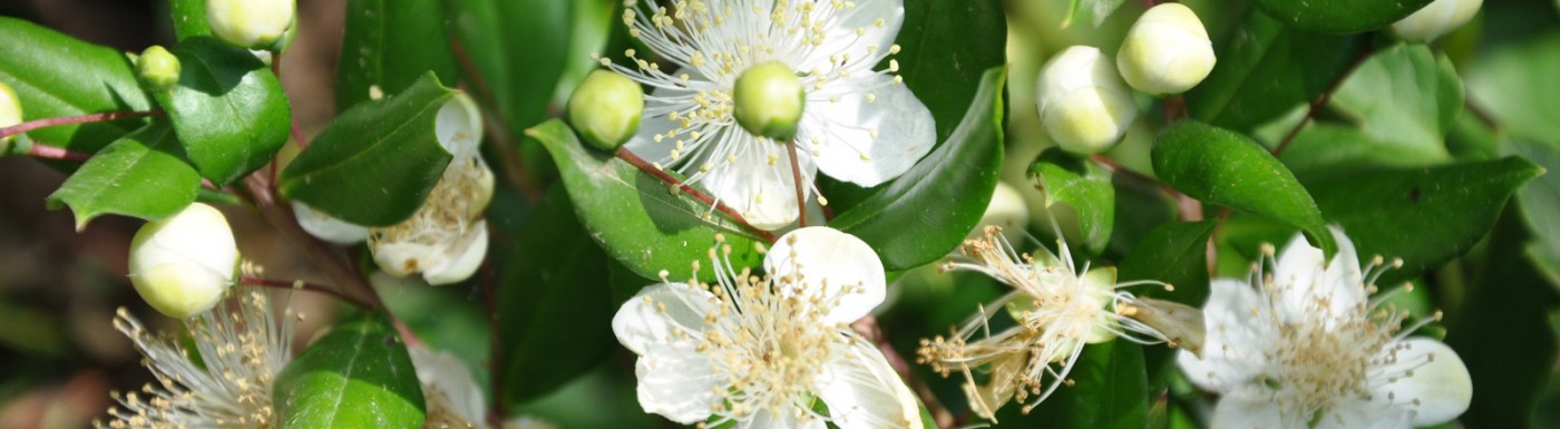 Myrtenöl – das ätherische Öl für die Schönheit Myrte