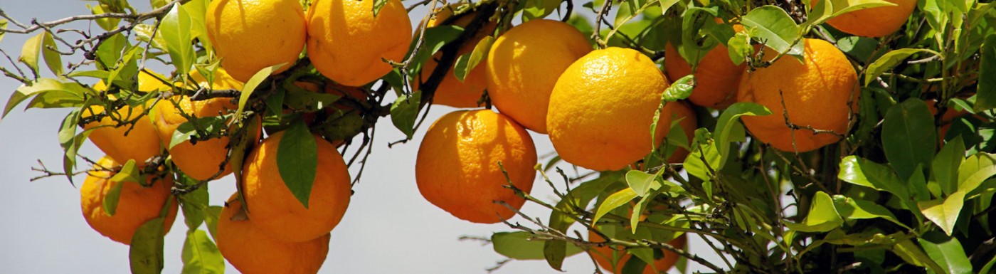 Orangenöl – das ätherische Öl für gute Stimmung Orange