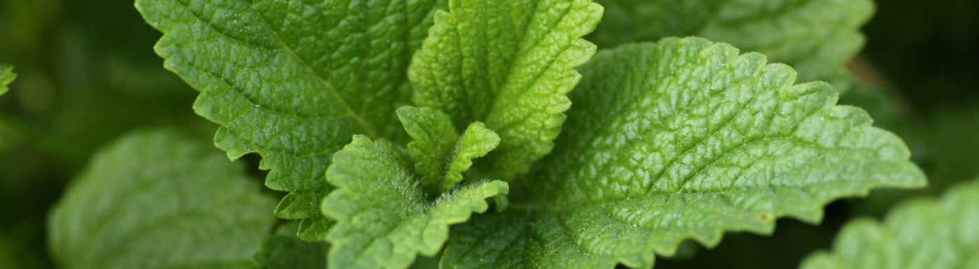 Pfefferminzöl – das ätherische Öl für Erfrischung und gegen Schmerzen Minze (Pfefferminze)