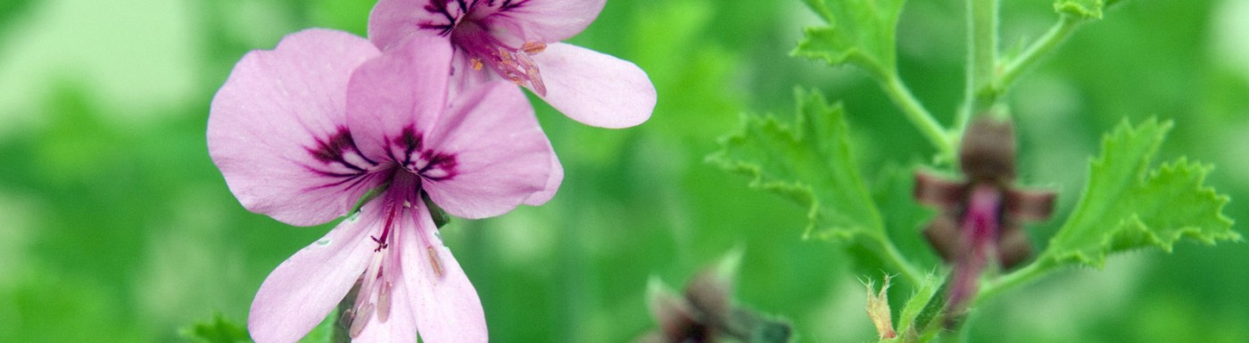 Rosengeranie – das ätherische Öl für mehr Harmonie Rosengeranie