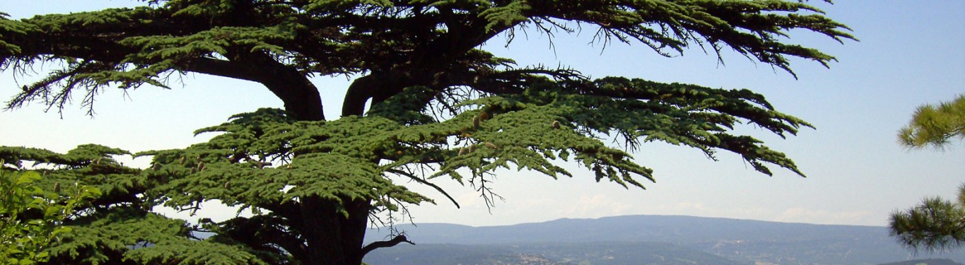 Zeder (Zedernholzöl) – das ätherische Öl für mehr Selbstvertrauen Zedernholz (Atlas)