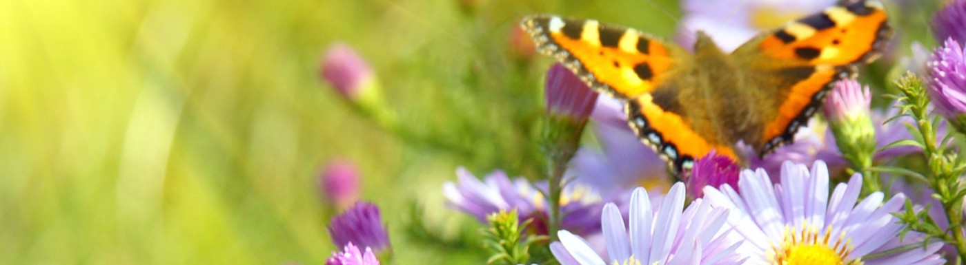 I profumi degli oli essenziali sono messaggi dei sentimenti Home