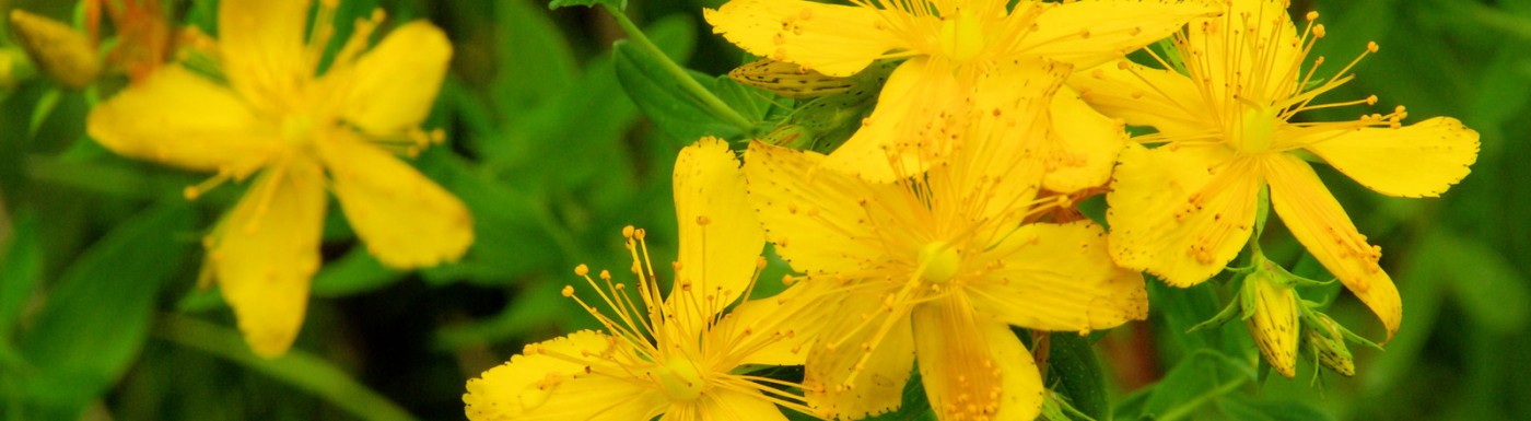 Oleolito di iperico Oleolito di iperico