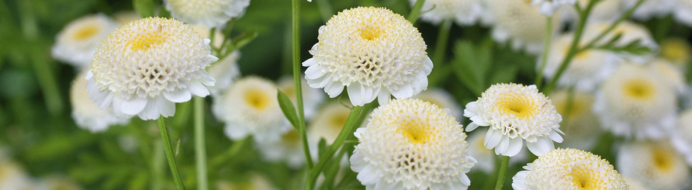 Kamillenöl (Kamille Römisch) – das ätherische Öl zur Beruhigung Kamille Römisch