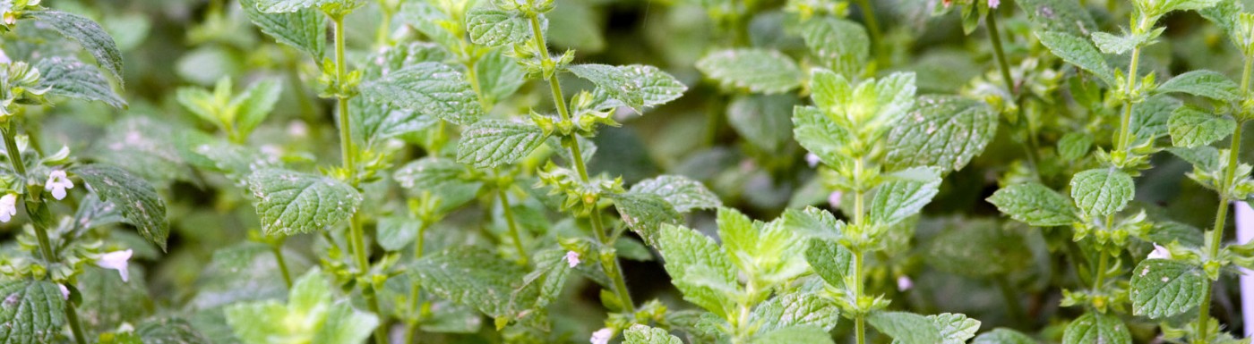 Melissenhydrolat – pur und aus biologischem Anbau (ohne synthetische Zusatzstoffe) Melissenhydrolat