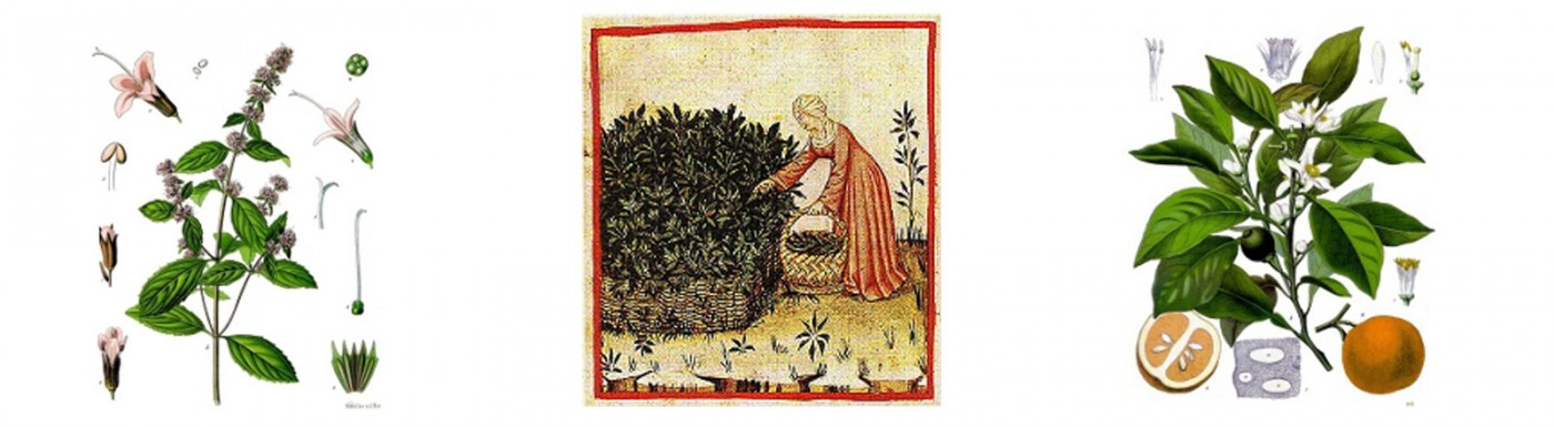 Leggende di alcuni oli essenziali Leggende