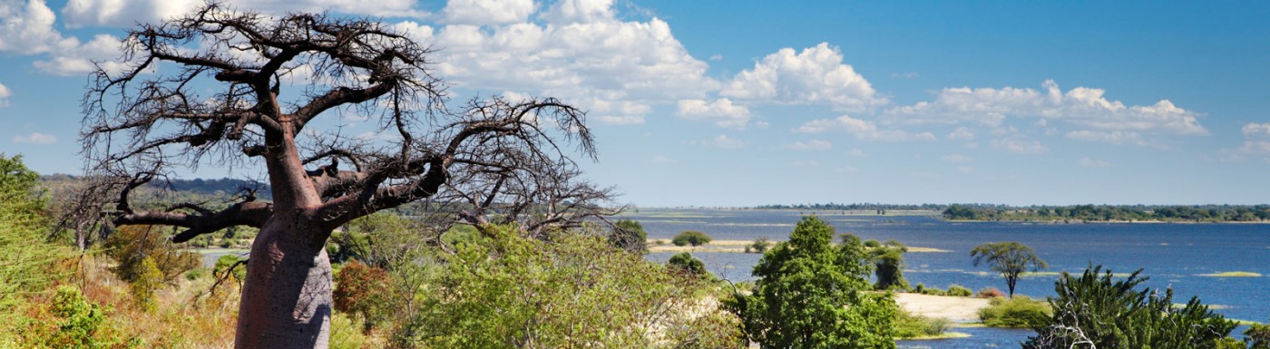 Olio di Baobab Olio di Baobab