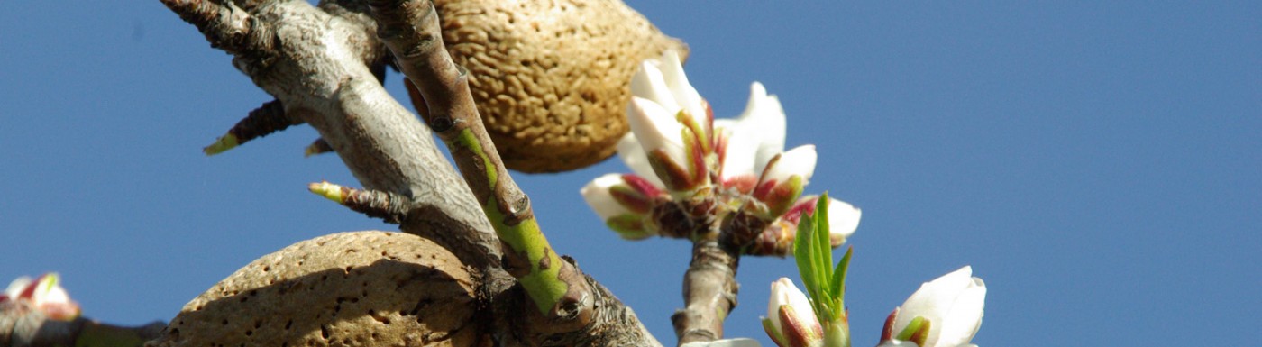 Olio di mandorle dolci Olio di mandorle dolci