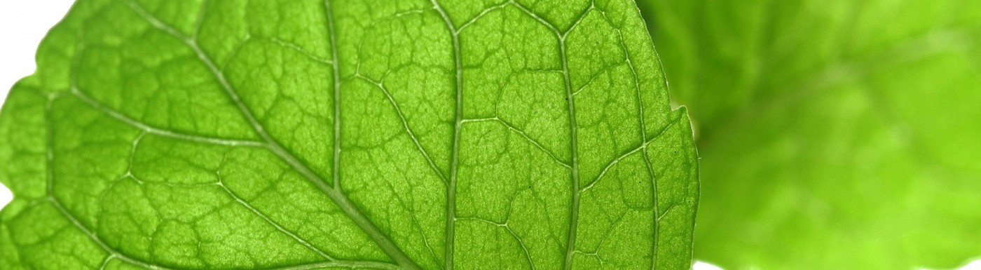 Olio essenziale di Menta (nana) Menta (nana)