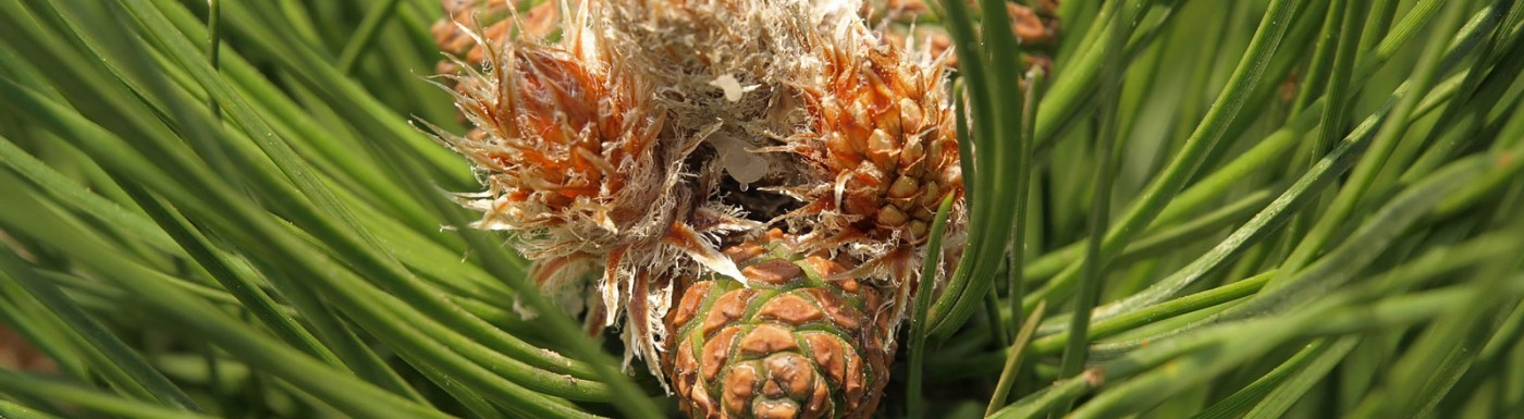 Olio essenziale di Pino Mugo Pino Mugo