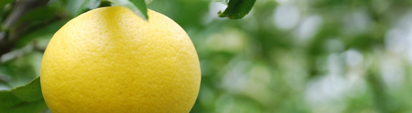 Olio essenziale di Pompelmo Pompelmo