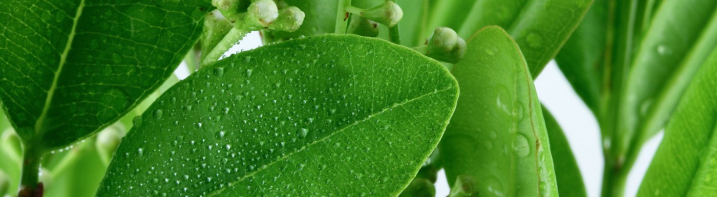 Olio essenziale di Ravintsara Ravintsara