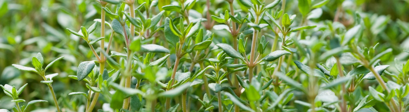 Olio essenziale di Timo c.t. timolo Timo c.t. timolo