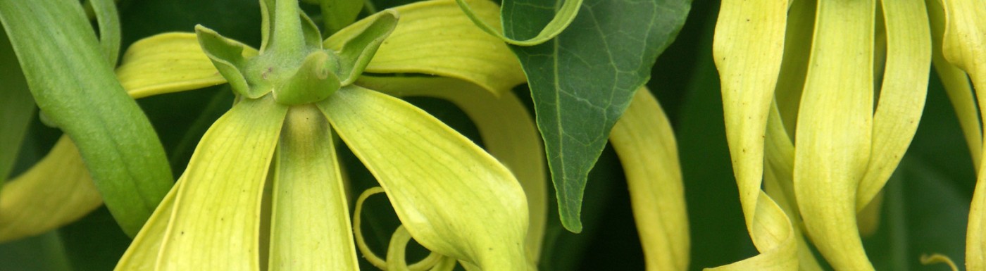 Olio essenziale di Ylang Ylang Ylang Ylang