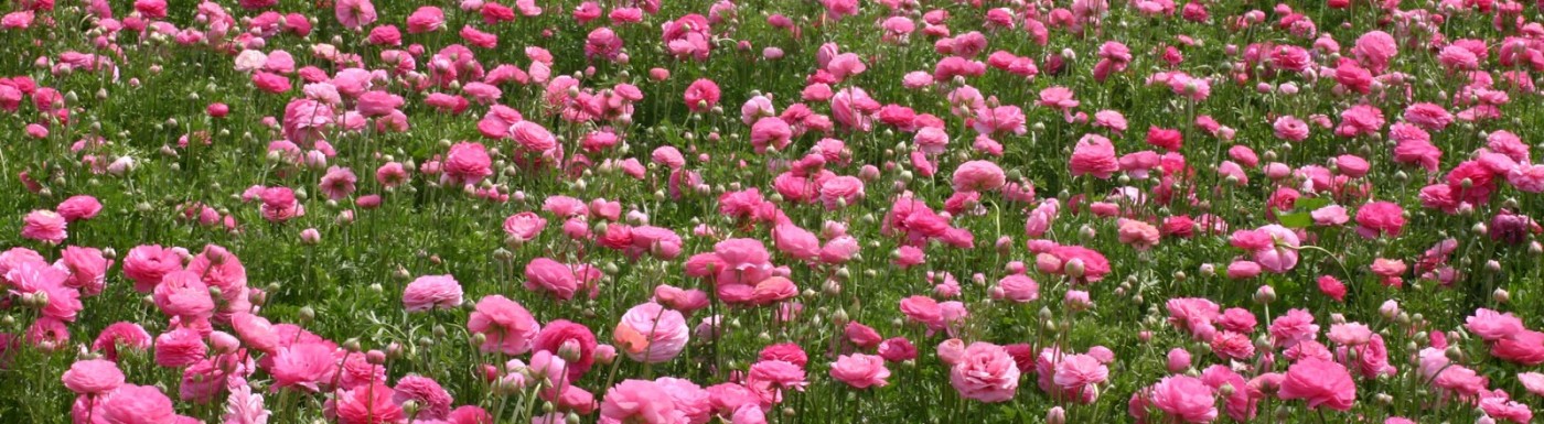 Rosenwasser (Hydrolat) – pur und aus biologischem Anbau (ohne Zusätze) Rosenhydrolat